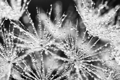 Close-up of wet plants