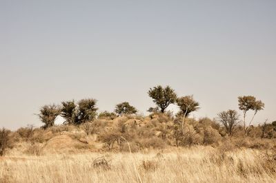 Scenic view of field against clear sky