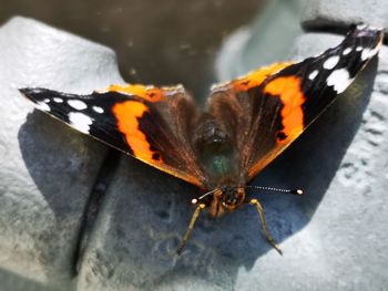 Close-up of butterfly