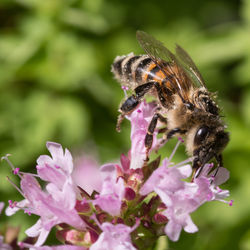 Close-up of bee on pink flowers