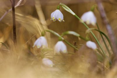 Close-up of white crocus blooming outdoors