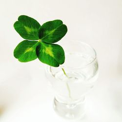 Close-up of leaf over white background
