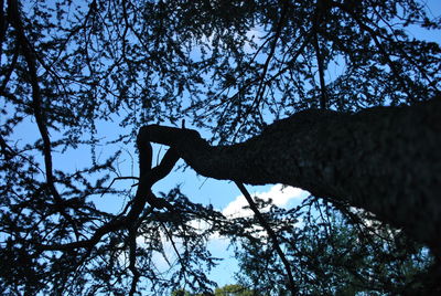 Low angle view of tree in forest