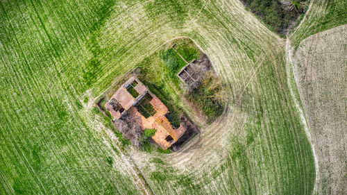 High angle view of plant on field