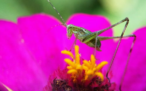 Close-up of insect pollinating on pink flower