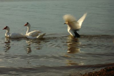 View of birds in water