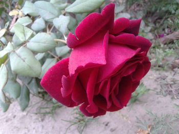 Close-up of pink rose blooming outdoors