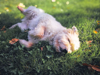 Dog lying down on land