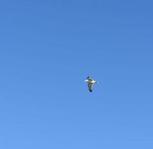 Low angle view of seagull flying