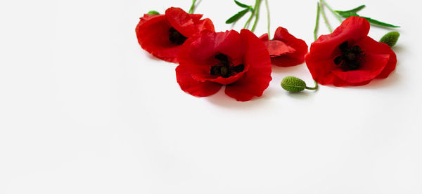 Close-up of red roses against white background