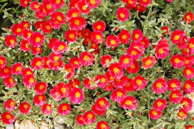 Full frame shot of flowering plants