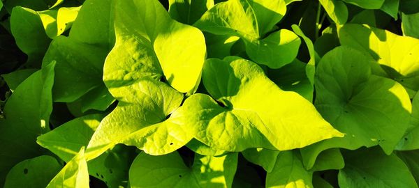 Sweet potato leaves, beautiful light green color