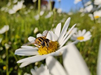 Close-up of bee on white flower