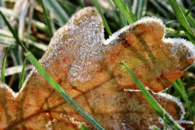 Close-up of frozen plant during winter