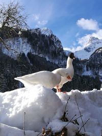 Seagull on snow covered mountain against sky