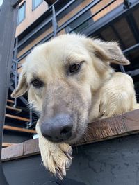 Close-up of a dog