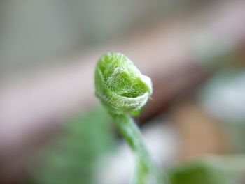 Close-up of plant. fiddle head. fern.