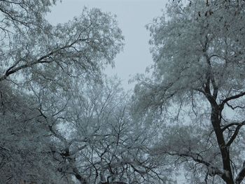 Low angle view of bare trees