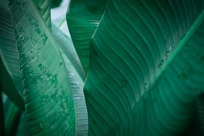 Full frame shot of leaf