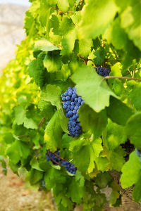 Close-up of grapes growing on plant