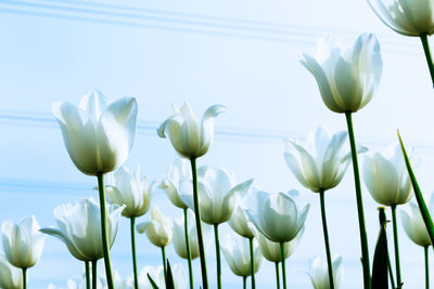 Close-up of white tulips