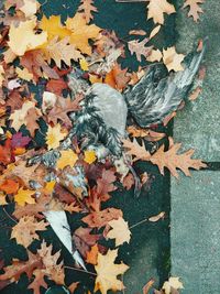 High angle view of maple leaves