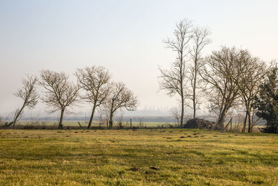 Bare trees on field against clear sky