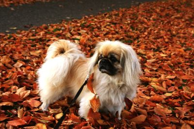 Side view of a dog looking away