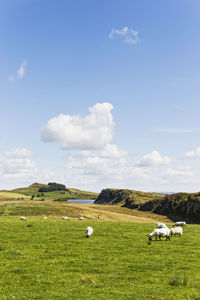 Cows grazing on field against sky