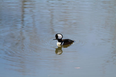 A hooded merganser swimming in a pond on a sunny day with a reflection of it's head in the water