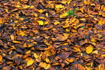 Full frame shot of autumn leaves