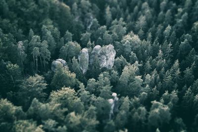 High angle view of trees in forest