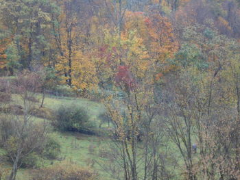 Trees in forest during autumn