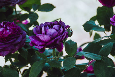 Close-up of pink flowering plant