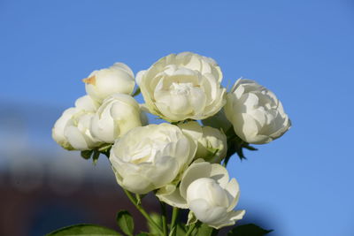 Close-up of white roses against blue sky