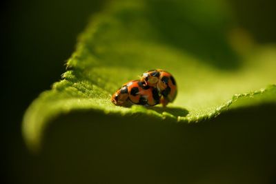 Close-up of ladybug on leaf