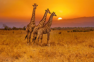 View of giraffe on field against sky during sunset