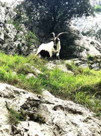 View of dog on rock