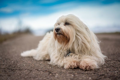 Portrait of dog sitting outdoors