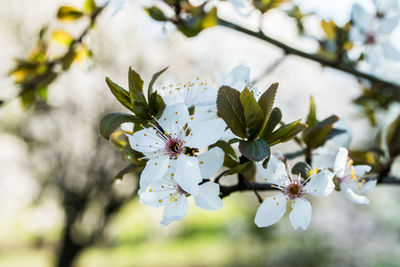 Close-up of cherry blossoms in spring