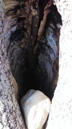 Close-up of tree trunk