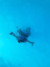 Jellyfish swimming in sea