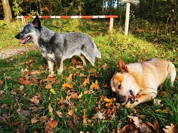 View of a dog on field