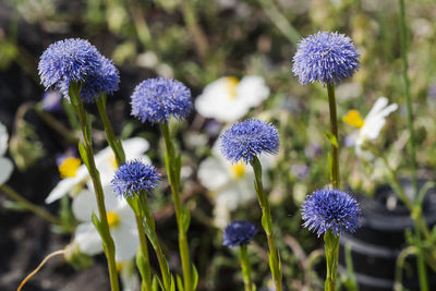 Close-up of purple flowering plants on field