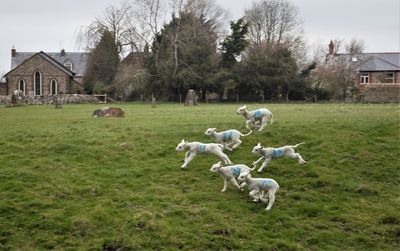 Goats on grassy field