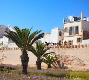 Palm trees and buildings against blue sky