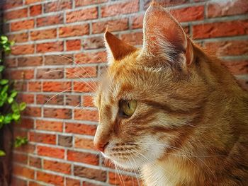 Close-up of a cat against wall