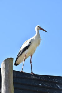 animal