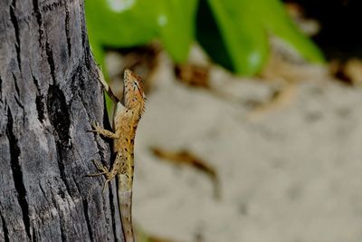 Close-up of tree trunk