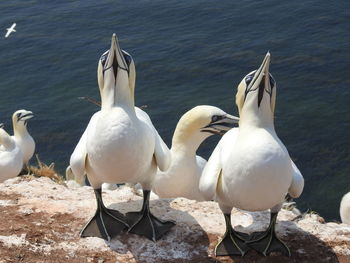 Flock of seagulls on beach